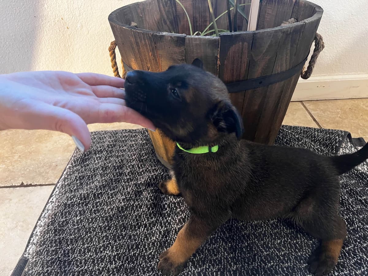 Precision K9 Belgian Malinois Puppies breeder image 6