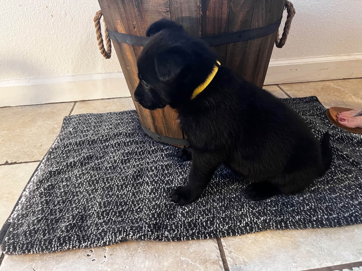 Precision K9 Belgian Malinois Puppies breeder image 8
