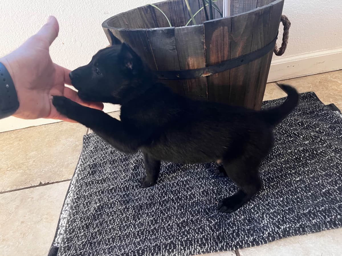 Precision K9 Belgian Malinois Puppies breeder image 5