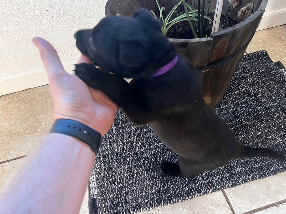 Precision K9 Belgian Malinois Puppies breeder image 10