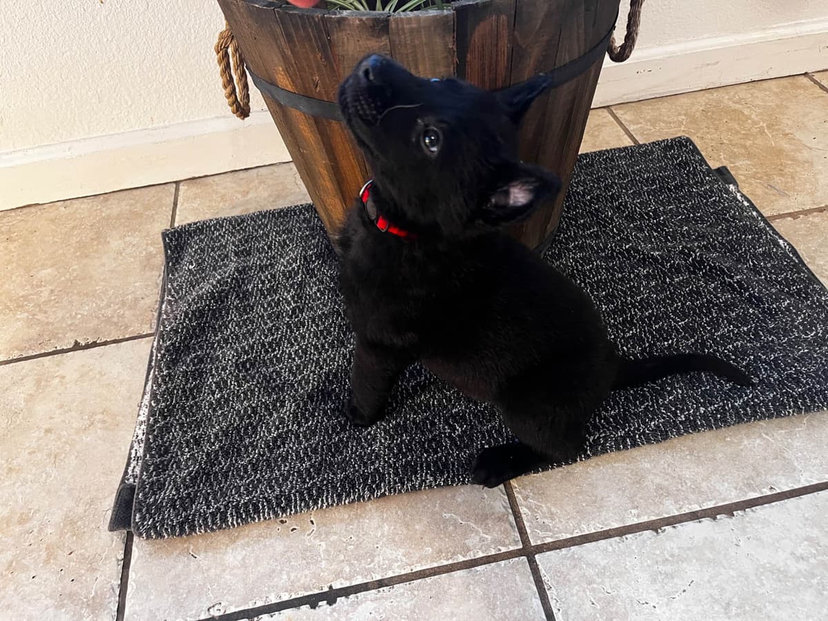 Precision K9 Belgian Malinois Puppies breeder image 11
