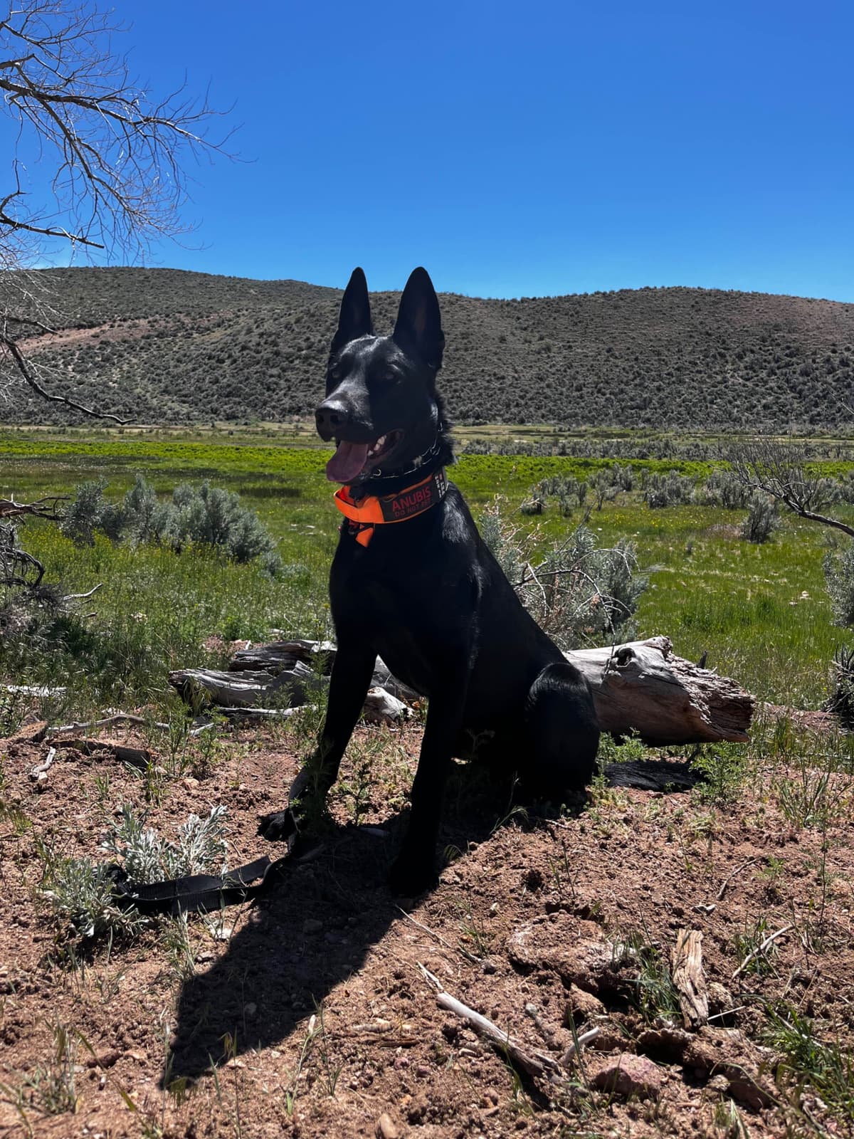Precision K9 Belgian Malinois Puppies breeder image 13