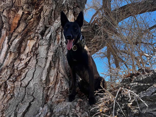 Precision K9 Belgian Malinois Puppies media 3