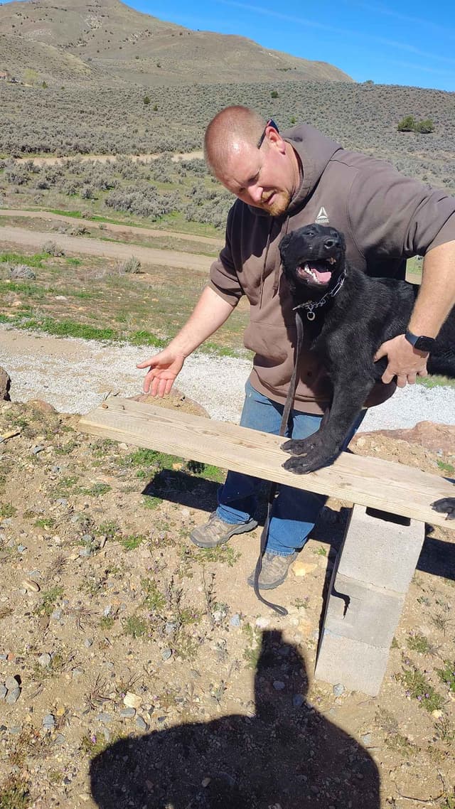 Precision K9 Belgian Malinois Puppies media 6