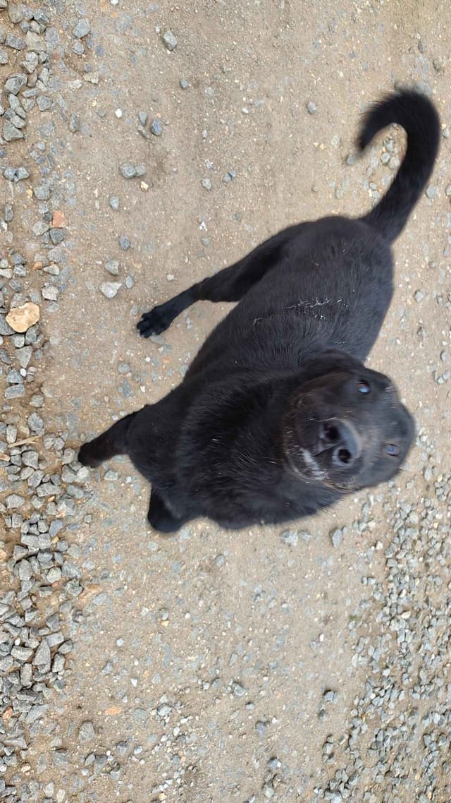 Precision K9 Belgian Malinois Puppies media 7