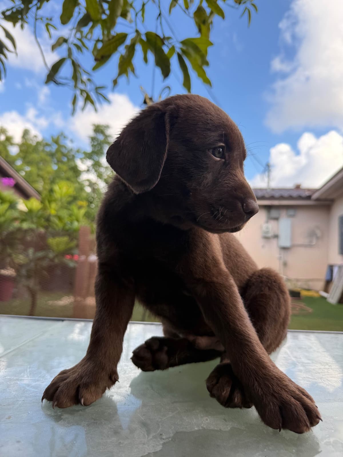 Labrador Retriever Puppies breeder image 2