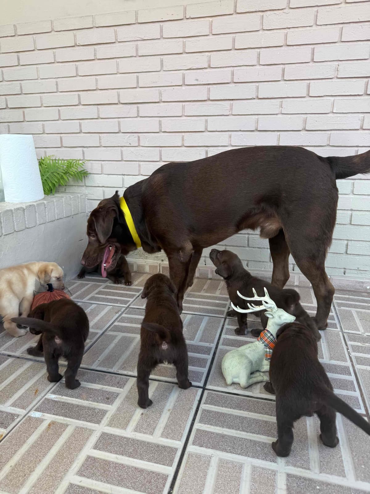 Labrador Retriever Puppies breeder image 3