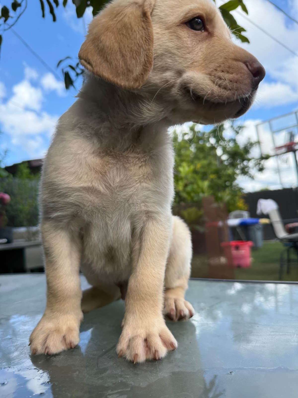 Labrador Retriever Puppies breeder image 4