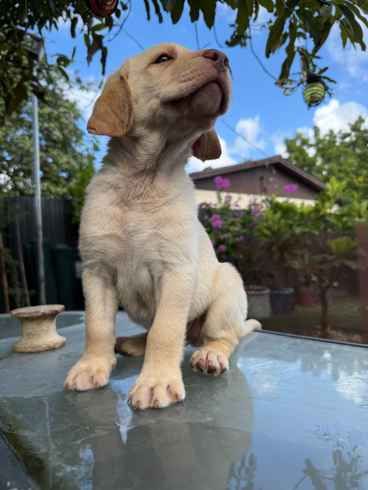 Labrador Retriever Puppies breeder image 5