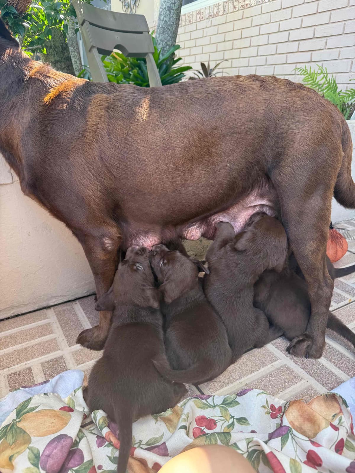 Labrador Retriever Puppies breeder image 6