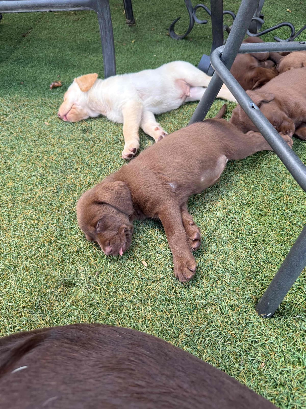 Labrador Retriever Puppies breeder image 7