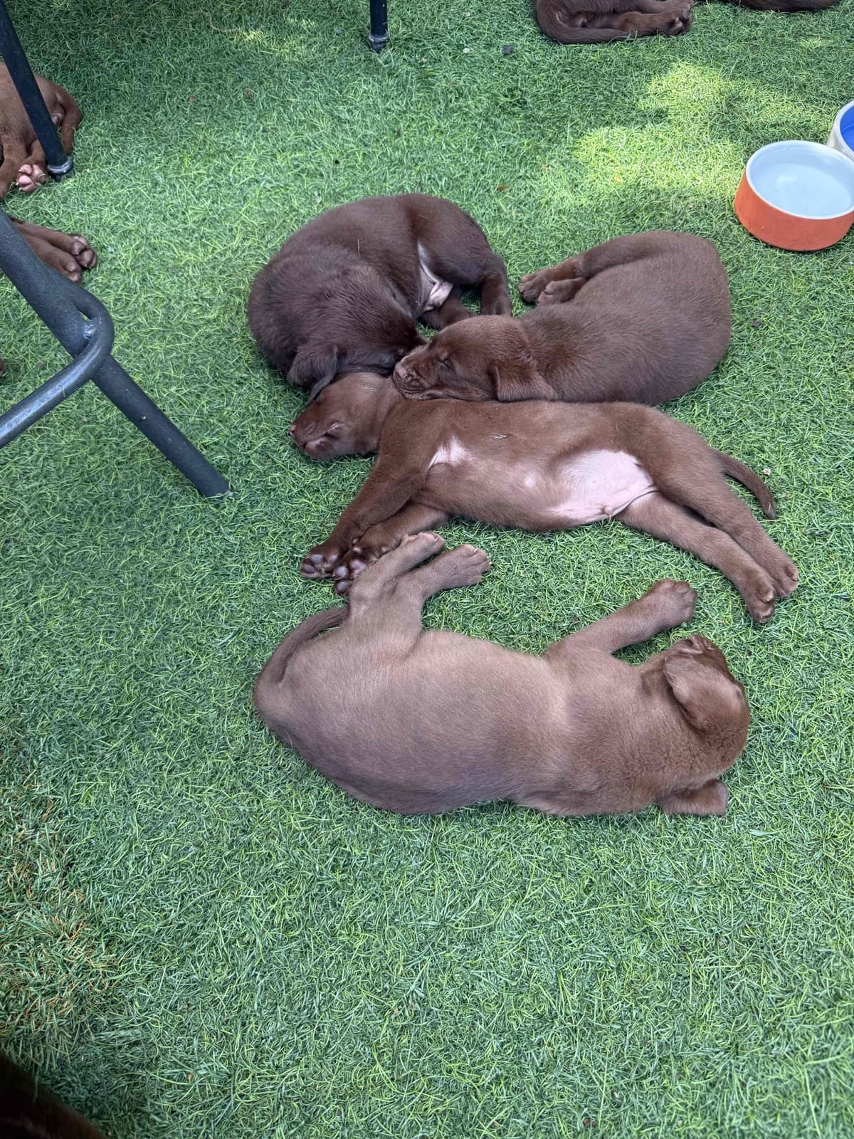 Labrador Retriever Puppies breeder image 8