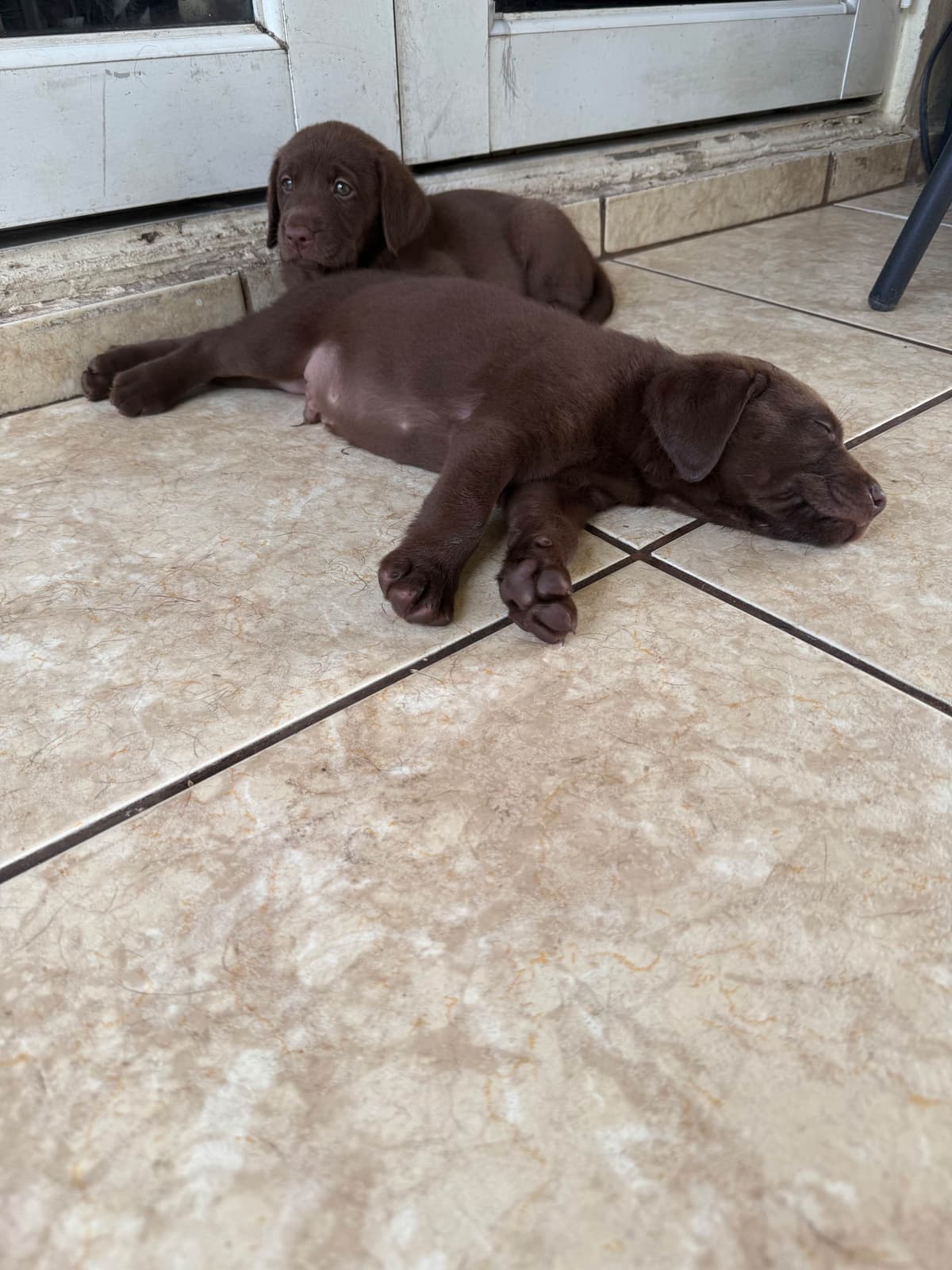 Labrador Retriever Puppies breeder image 9