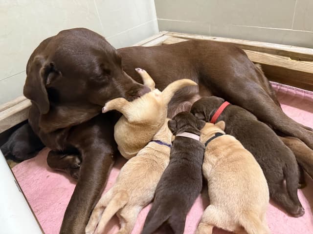 Labrador Retriever Puppies media 2