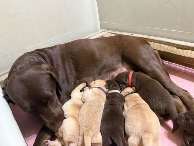 Labrador Retriever Puppies media 3