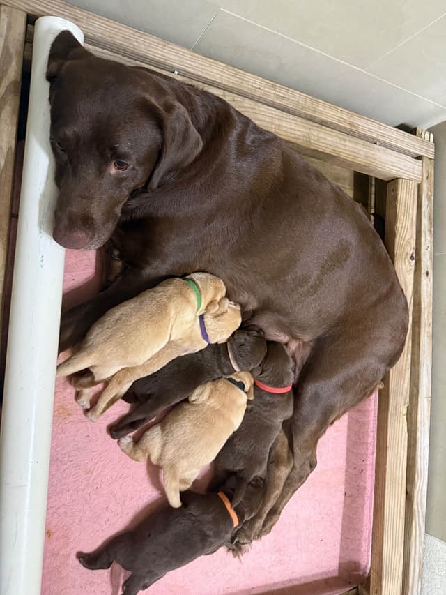 Labrador Retriever Puppies media 4