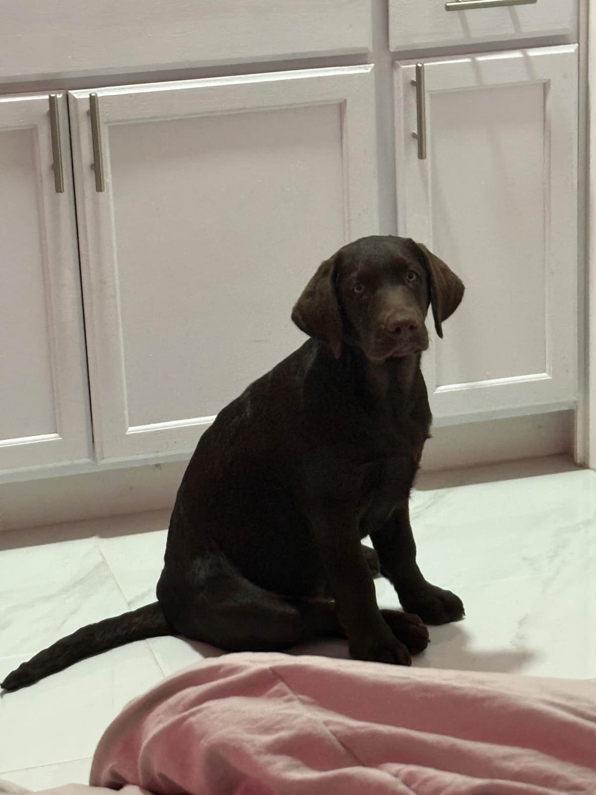 Labrador Retriever Puppies breeder image 12