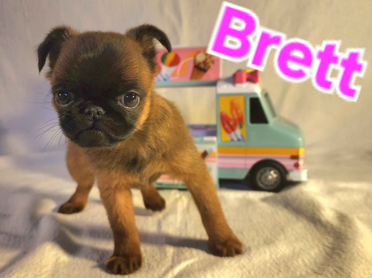Smooth Coated Brussels Griffon Puppies breeder image 3