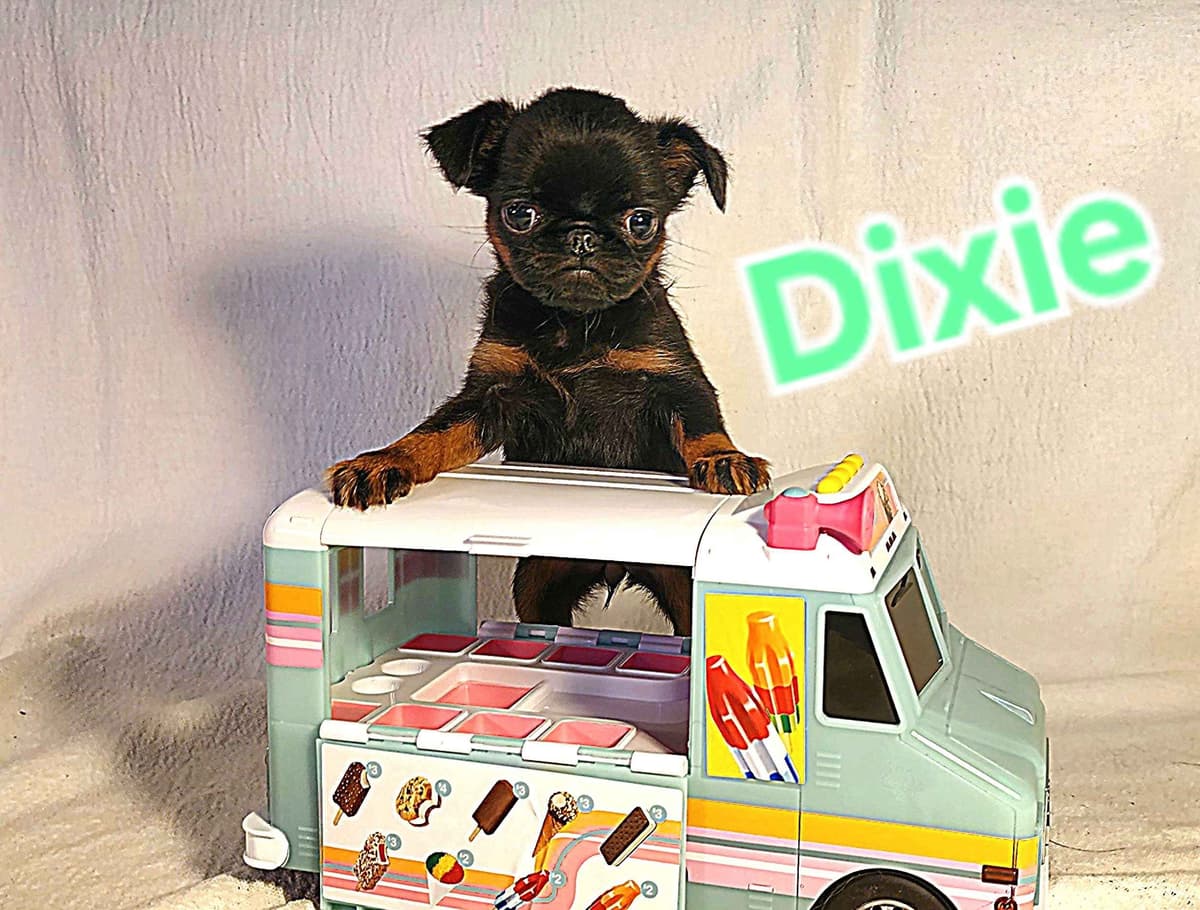 Smooth Coated Brussels Griffon Puppies breeder image 4