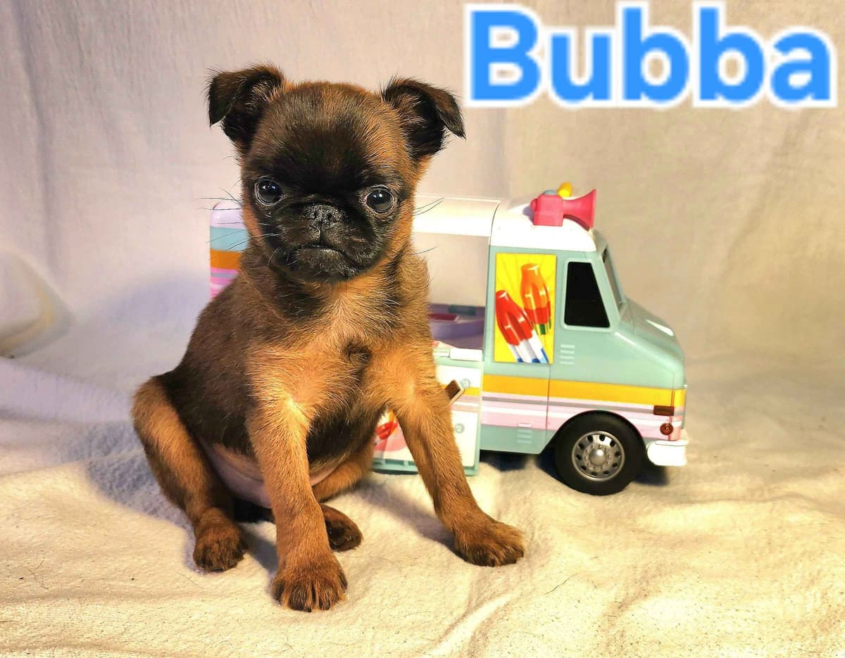 Smooth Coated Brussels Griffon Puppies breeder image 6