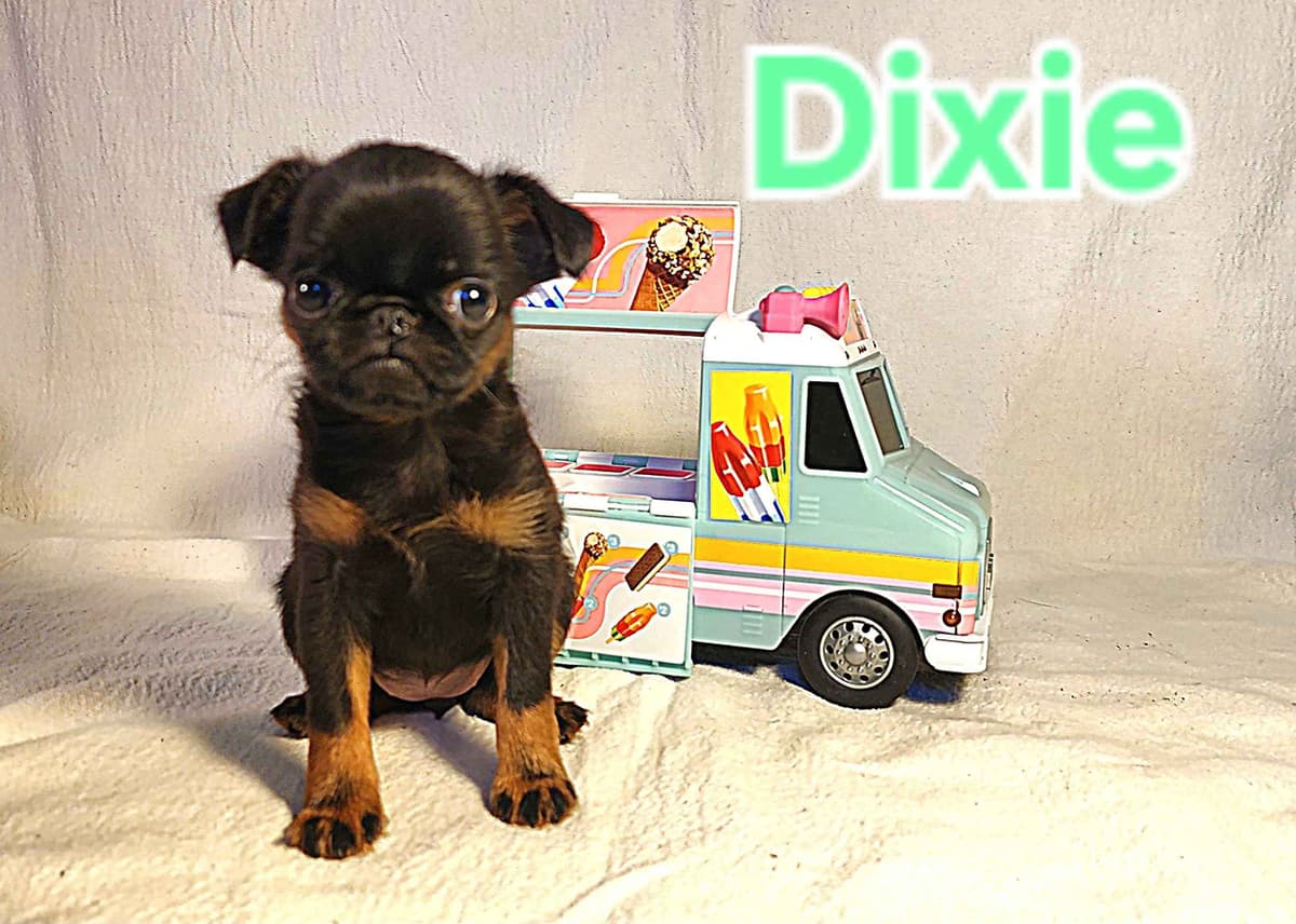 Smooth Coated Brussels Griffon Puppies breeder image 7