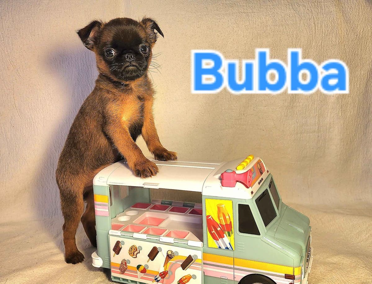 Smooth Coated Brussels Griffon Puppies breeder image 9