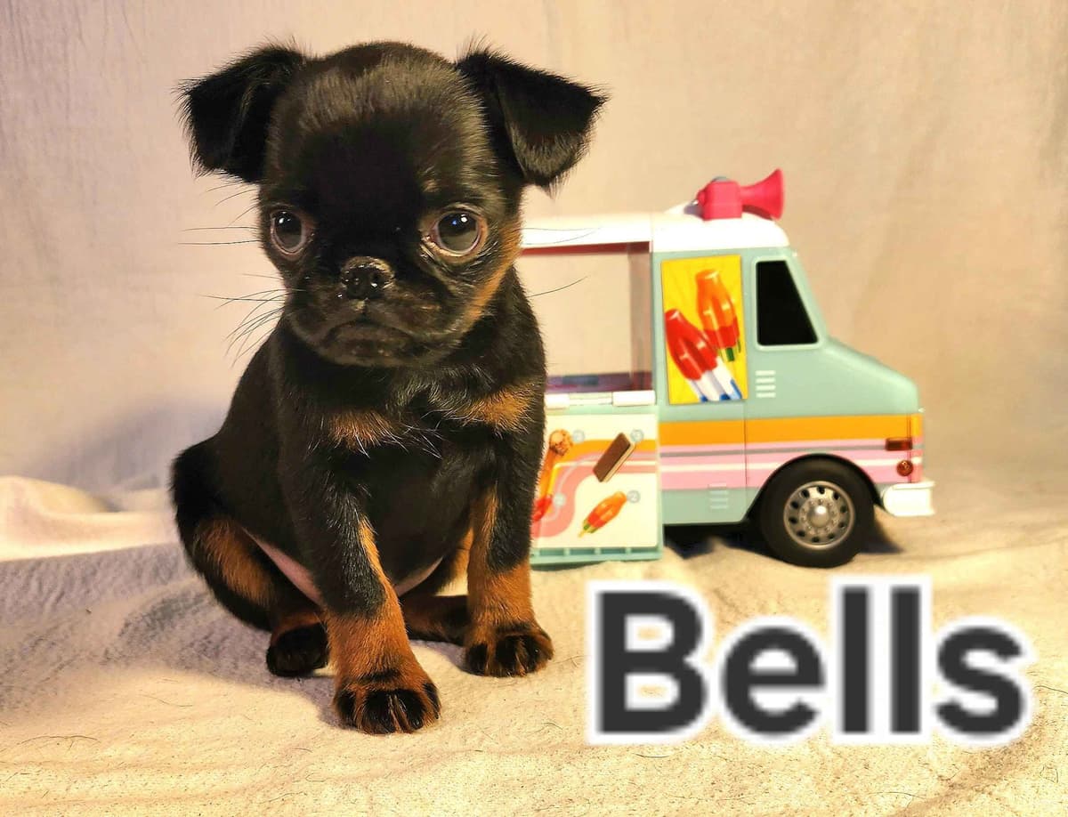Smooth Coated Brussels Griffon Puppies breeder image 10