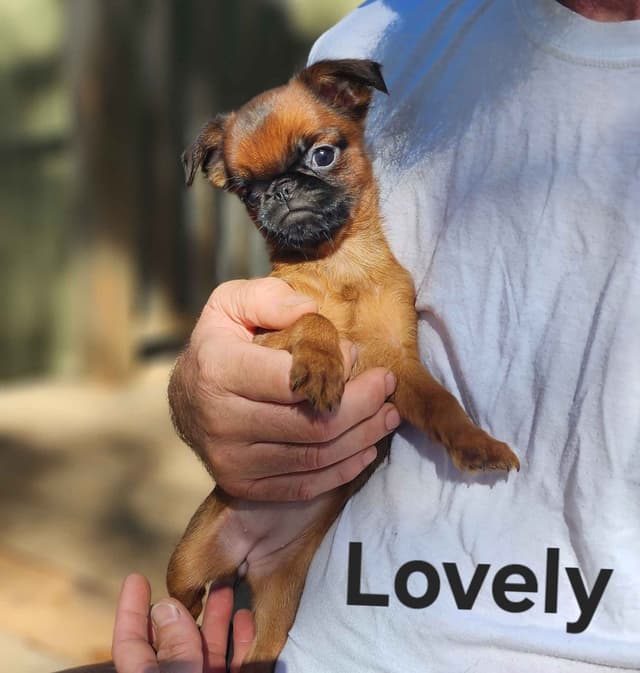 Smooth Coated Brussels Griffon Puppies media 2