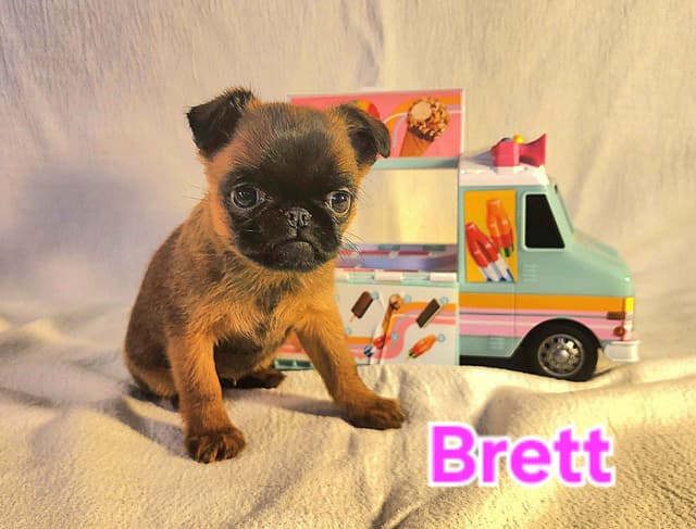 Smooth Coated Brussels Griffon Puppies media 4
