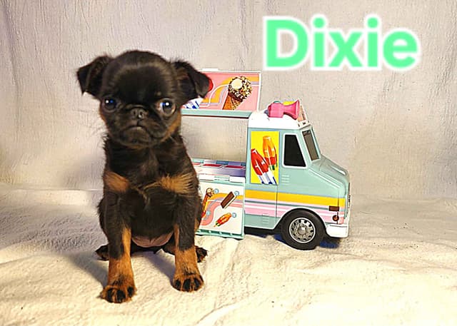 Smooth Coated Brussels Griffon Puppies media 6