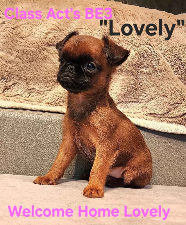 Smooth Coated Brussels Griffon Puppies media 8