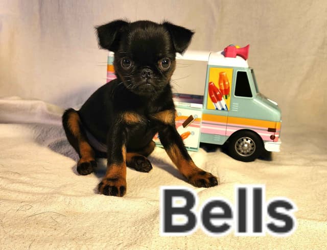 Smooth Coated Brussels Griffon Puppies media 10