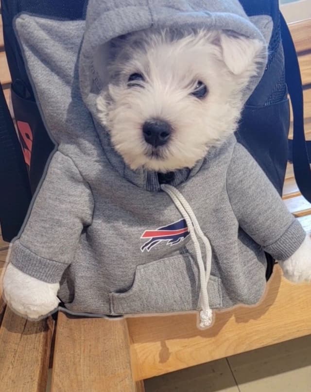 West Highland White Terrier Puppies media 2