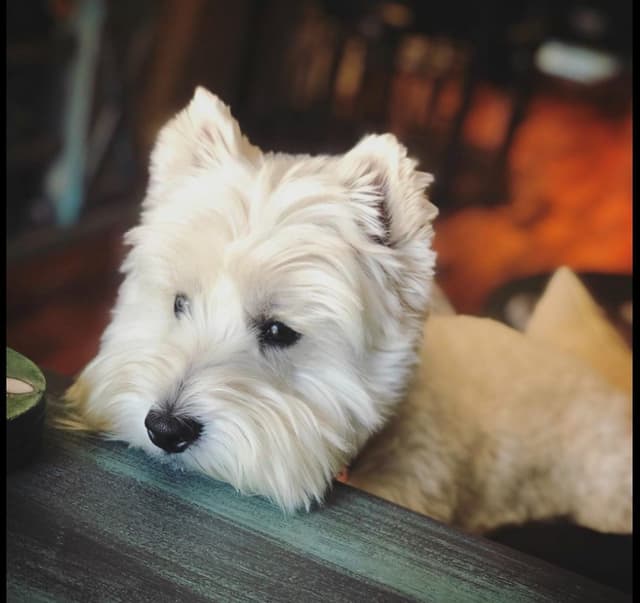 West Highland White Terrier Puppies media 5