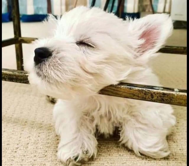 West Highland White Terrier Puppies media 3