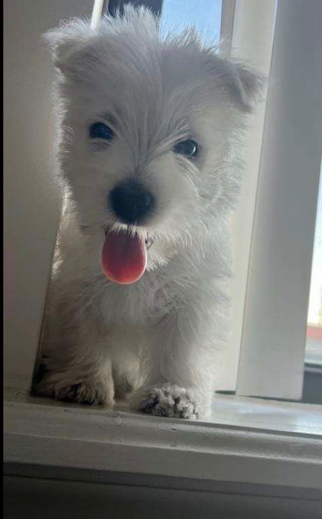 West Highland White Terrier Puppies media 4