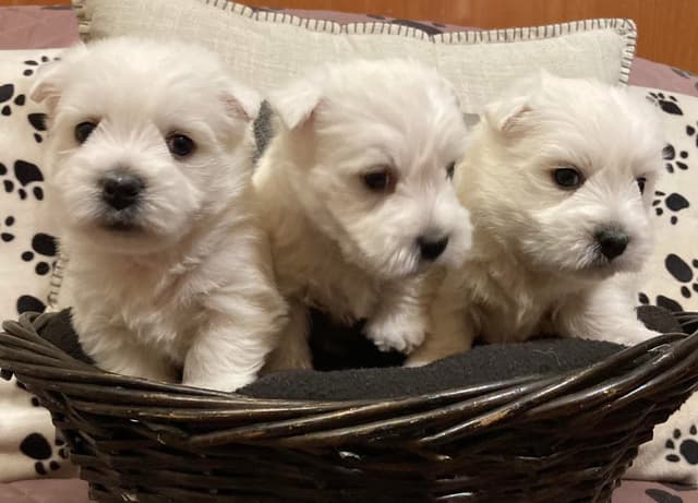 West Highland White Terrier Puppies media 6