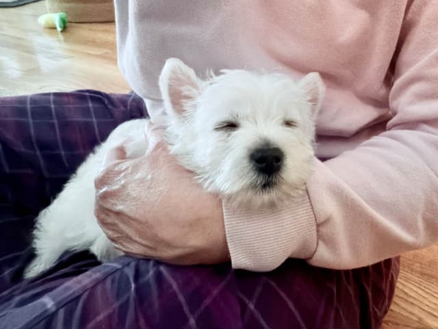 West Highland White Terrier Puppies media 7