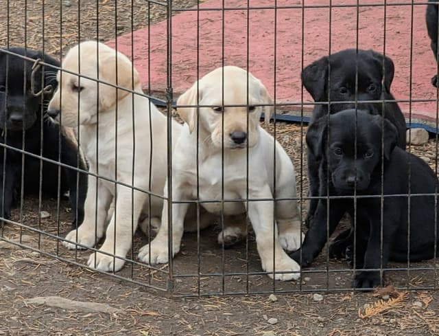 Labrador Retriever Puppies (PUPS SOLD.  SEE OUR CURRENT LITTER AD !!!) media 3