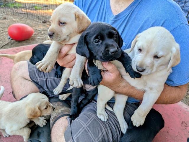 Labrador Retriever Puppies (PUPS SOLD.  SEE OUR CURRENT LITTER AD !!!) media 5