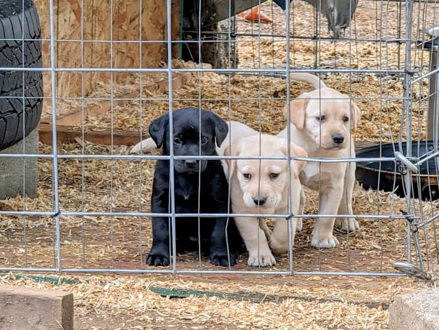 Labrador Retriever Puppies (PUPS SOLD.  SEE OUR CURRENT LITTER AD !!!) media 6