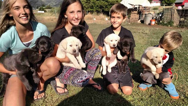 Labrador Retriever Puppies (PUPS SOLD.  SEE OUR CURRENT LITTER AD !!!) media 12