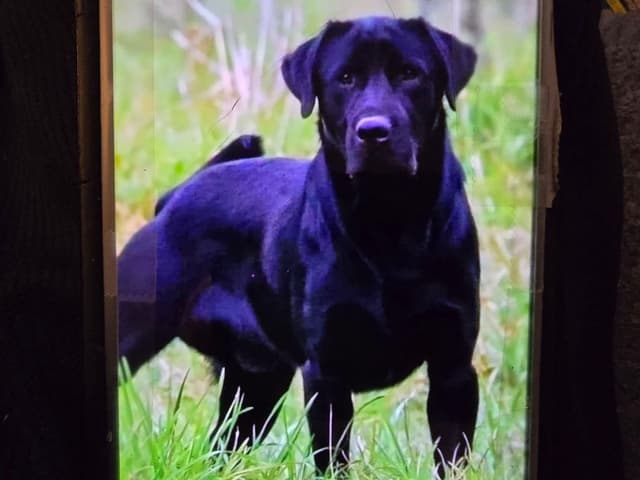 Labrador Retriever Puppies (PUPS SOLD.  SEE OUR CURRENT LITTER AD !!!) media 10