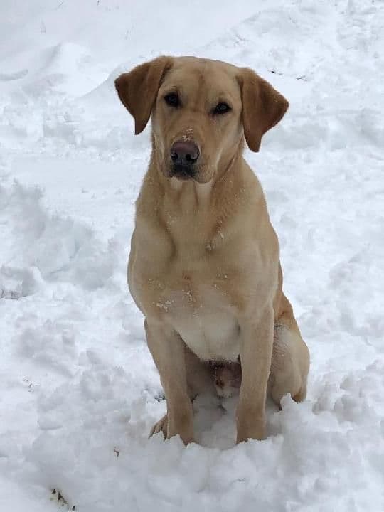Labrador Retriever Puppies (PUPS SOLD.  SEE OUR CURRENT LITTER AD !!!) media 8