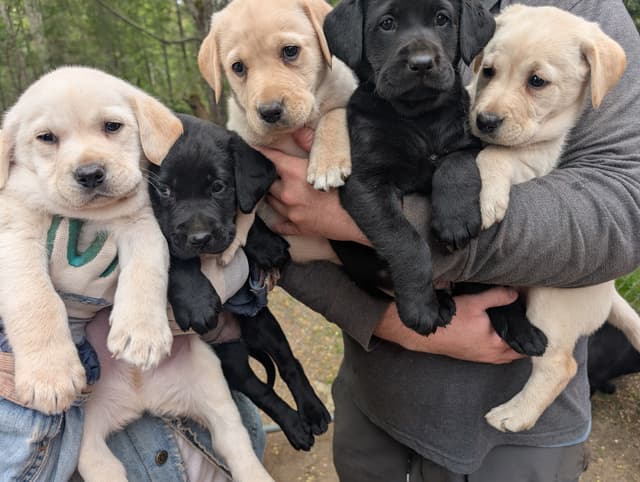 Labrador Retriever Puppies (PUPS SOLD.  SEE OUR CURRENT LITTER AD !!!) media 14