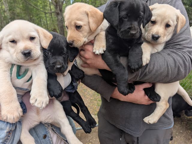 Labrador Retriever Puppies (PUPS SOLD.  SEE OUR CURRENT LITTER AD !!!) media 15