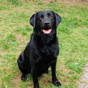Labrador Retriever Puppies (PUPS SOLD.  SEE OUR CURRENT LITTER AD !!!) media 4