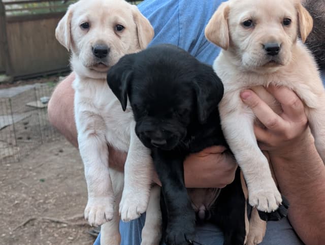 Labrador Retriever Puppies (PUPS SOLD.  SEE OUR CURRENT LITTER AD !!!) media 2