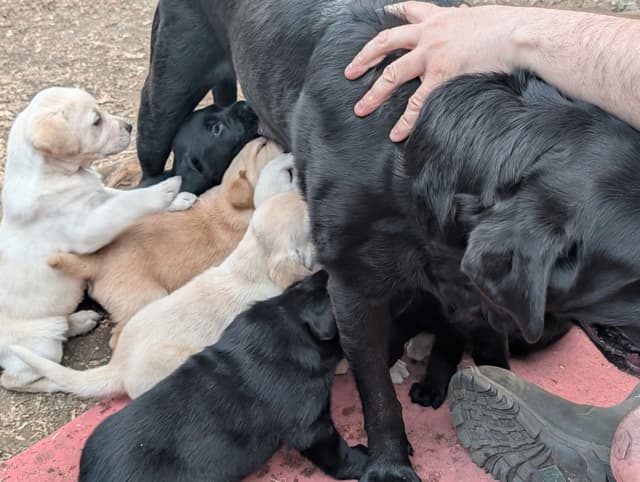 Labrador Retriever Puppies (PUPS SOLD.  SEE OUR CURRENT LITTER AD !!!) media 3