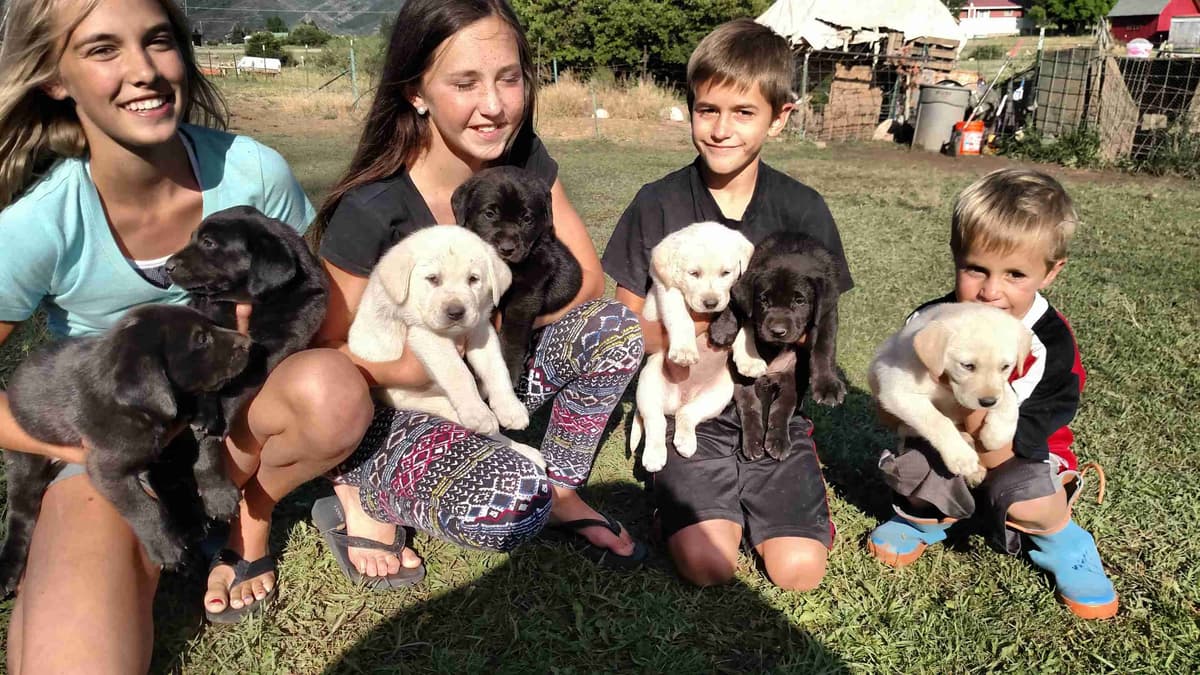Labrador Retriever Puppies (PUPS SOLD. SEE OUR CURRENT LITTER AD !!!) breeder image 1